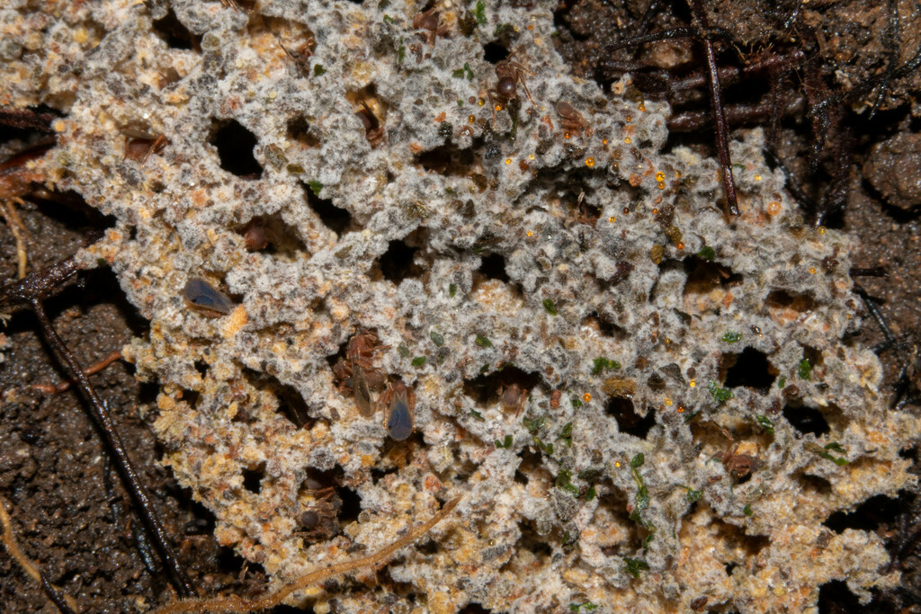 Myrmecopterula nudihortorum