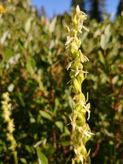 Platanthera × estesii