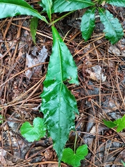 Quercus lancifolia