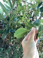 Suregada aequorea