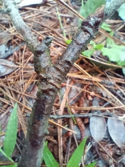 Quercus lancifolia
