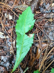 Quercus lancifolia