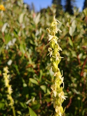 Platanthera × estesii