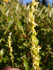 Platanthera × estesii