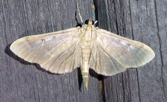Herpetogramma sphingealis