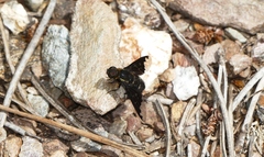 Hemipenthes velutina