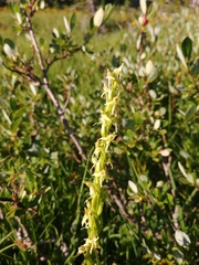 Platanthera × estesii