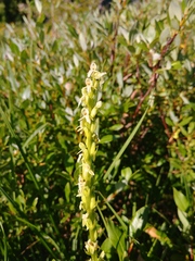 Platanthera × estesii