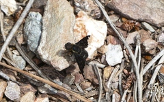 Hemipenthes velutina