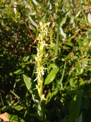 Platanthera × estesii