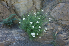 Achillea ptarmicifolia