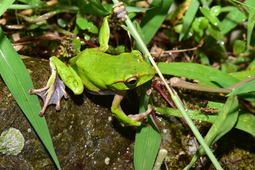 Emerald Green Tree Frog, Zhangixalus prasinatus