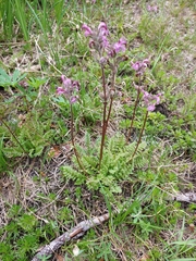Pedicularis ornithorhynchos
