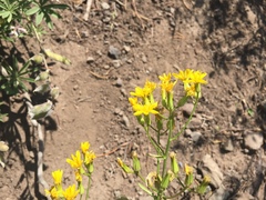 Crepis acuminata