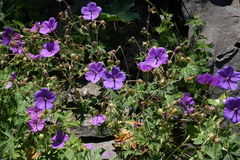Geranium ruprechtii