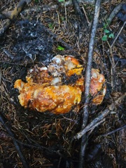 Hypomyces lactifluorum