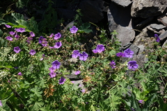 Geranium ruprechtii