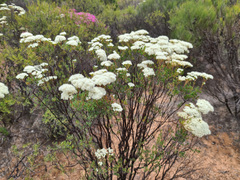 Verticordia polytricha