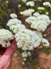 Verticordia polytricha