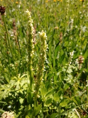 Platanthera × estesii