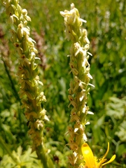 Platanthera × estesii