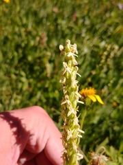 Platanthera × estesii