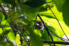 Pheugopedius rutilus