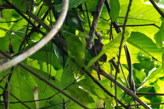 Pheugopedius rutilus