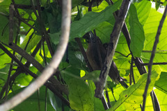 Pheugopedius rutilus
