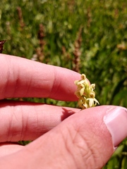 Platanthera × estesii