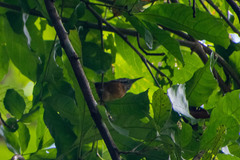 Pheugopedius rutilus
