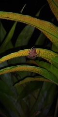 Eriophora