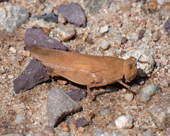 Tomonotus ferruginosus