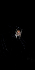 Eriophora