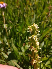 Platanthera × estesii