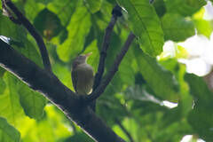 Pachysylvia aurantiifrons