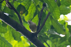 Pachysylvia aurantiifrons