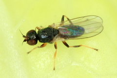 Eribolus longulus