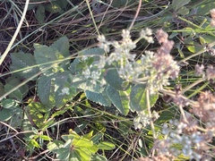 Eupatorium cordigerum