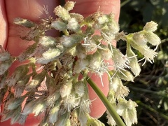 Eupatorium cordigerum
