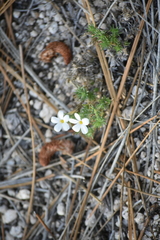 Leptosiphon melingii