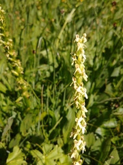 Platanthera × estesii