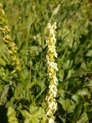 Platanthera × estesii
