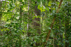 Cavanillesia platanifolia