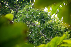 Cavanillesia platanifolia