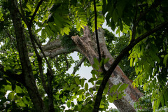 Cavanillesia platanifolia