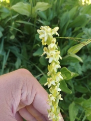 Platanthera × estesii