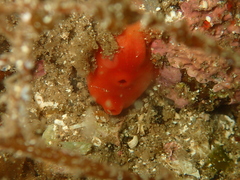 Cnemidocarpa finmarkiensis