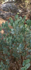 Arctostaphylos peninsularis