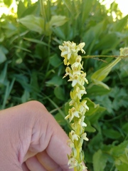 Platanthera × estesii